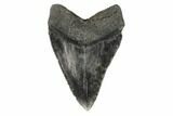 Fossil Megalodon Tooth - Georgia #121156-2